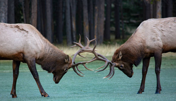 Antlers locked in battle during elk rut