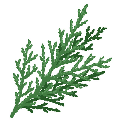 Illustration of thuja branch. Merry Christmas and Happy New Year plant.