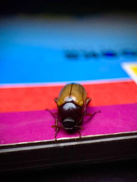 istock The macro picture of a black beetle isolated on a coloured surface 1417054530