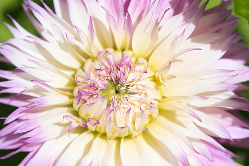 Pinelands Princess Dahlia flower in bloom, fringed pale pink petals with creamy white, yellow and lavender accents, close up, ornamental plants concept
