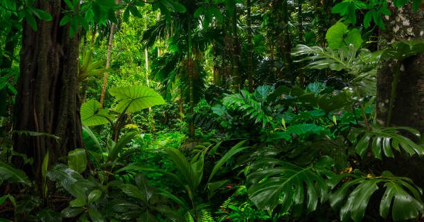 istock Rainforest in Costa Rica 1417059533