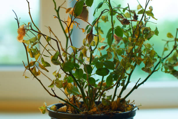istock Indoor flower with dried leaves on a light background. 1417059555