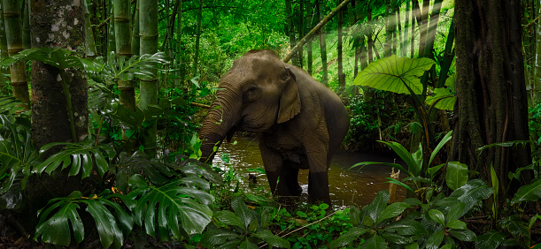 Elephant in the jungle of thailand