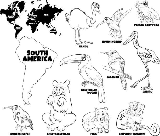 illustrazioni stock, clip art, cartoni animati e icone di tendenza di disegno di cartoon set di specie animali sudamericane da colorare - pike