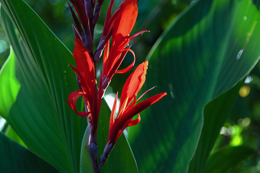 The red flower of Canna (Latin Cana). The flowering of a red canna flower in the garden on a sunny day. A red flower with large green leaves is a canna. Selective focus.