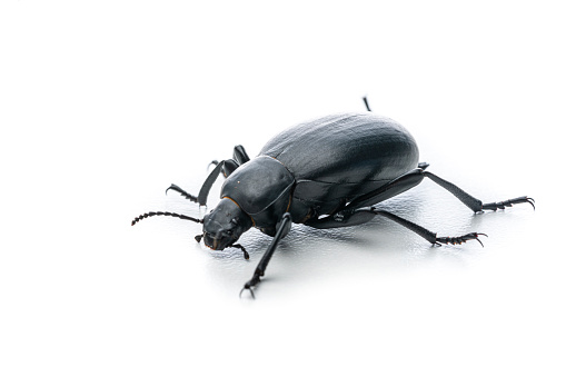 The beetle was photographed on a white background.