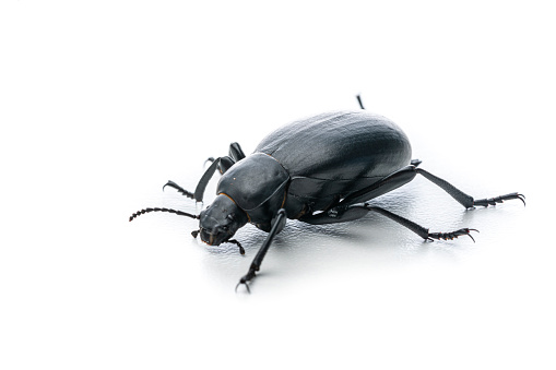 Close up view of a scarab beetle isolated on white background. Blaps is a genus of darkling beetles in the family Tenebrionidae. High resolution 42Mp studio digital capture taken with Sony A7rII and Sony FE 90mm f2.8 macro G OSS lens