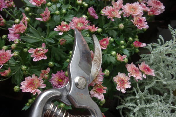 istock person working with pruning shears gloves in the garden 1417063609