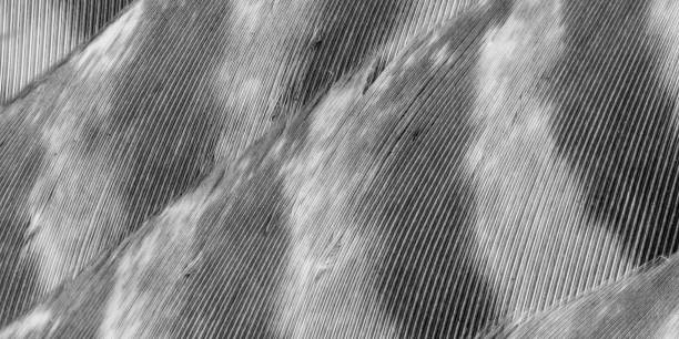 istock black hawk feathers with visible detail. background or texture 1417064227