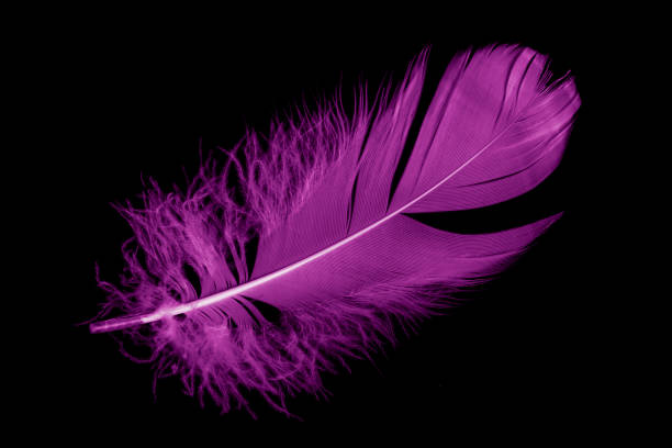 istock violet feather goose on a black isolated background 1417064265