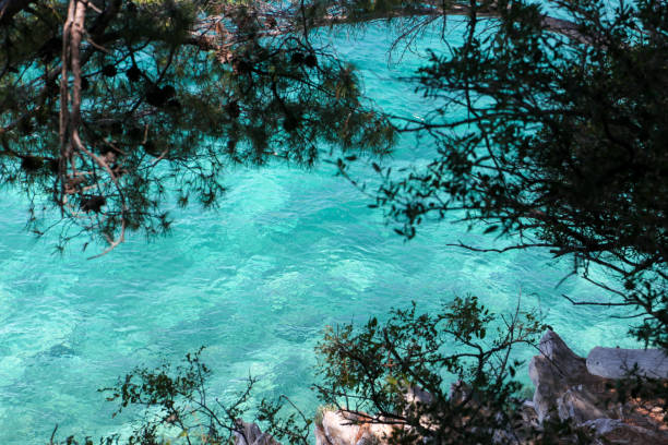 Beautiful turquoise ocean water natural framed by coniferous trees