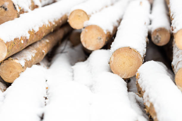 istock many cut down pine trees in the winter forest. pine logs under snow 1417064502