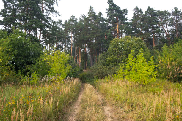 Dirt road in a field on a summer day. High quality photo