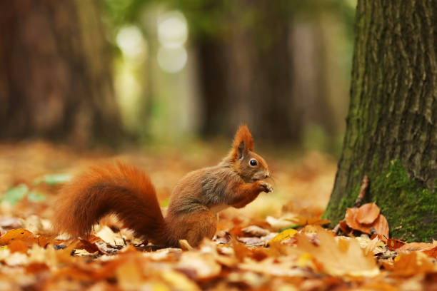 Cute red squirrel with long pointed ears eats a nut in autumn orange scene with nice deciduous forest in the background, Sciurus vulgaris in Czech republic Close up of a cute Red Squirrel,  Sciurus vulgaris feeding on the ground. Taken in a forest in Czech republic. Beautifull wildlife scene eastern chipmunk photos stock pictures, royalty-free photos & images