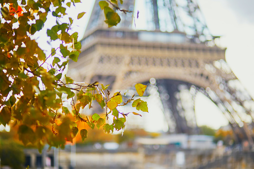 Scenic view of the Eiffel tower with yellow autumn leaves. Fall in Paris, France