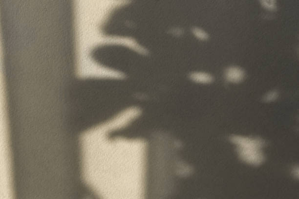 istock Shadows nature beige gray background 1417069685