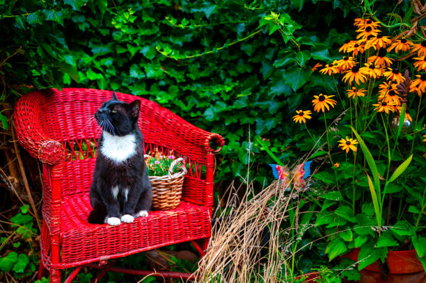 Pet cat lying on cushions amid foliage.