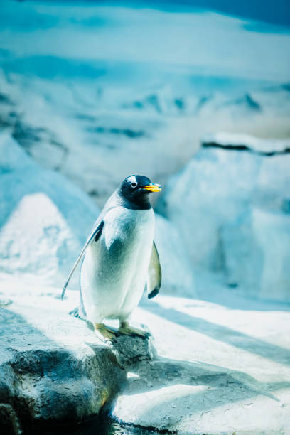 istock Lonely gentoo penguin on ice rocks close-up. Global Warming in Antarctica concept 1417070032