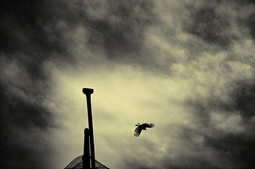 Eiffel tower from Trocadero with pigeon flying, Paris, France, monochrome