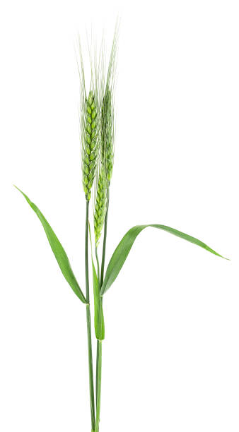 istock Green spikelets of wheat isolated on a white background 1417073220