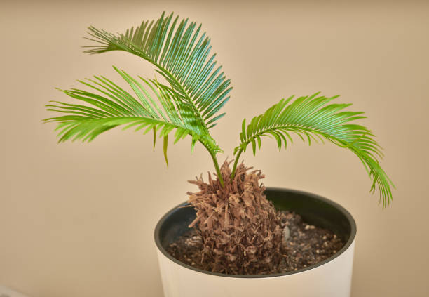 istock ficus flower growing on the terrace 1417074502