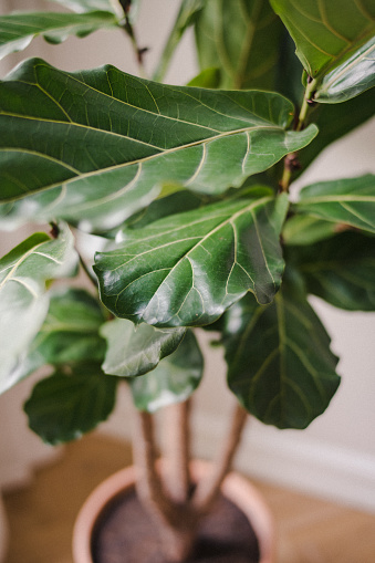 Ficus lyrata, commonly known as the fiddle-leaf fig