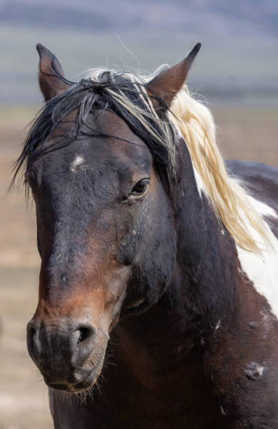 istock Beautiful Wild Horse in Spring in Utah 1417075323