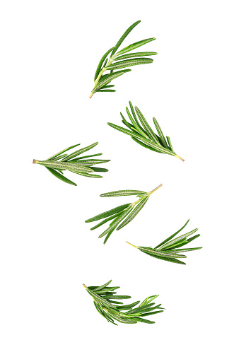 Fresh rosemary leaves falling in the air isolated on white background.