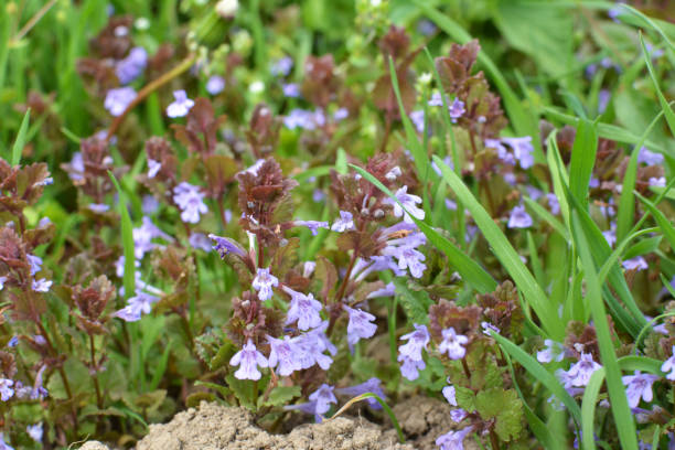 istock Glechoma hederacea blooms in nature in spring 1417075618