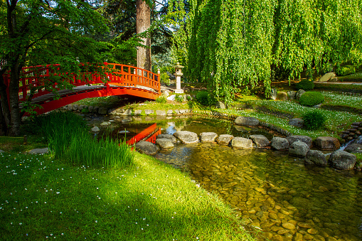 A red Japanese (wooden) bridge, green grass and a huge willow - fantastic rhodoedons are blooming now in the Japanese garden of the Albert Kahn Museum! Small white flowers - forget-me-nots, on green grass and stepping stones  across the stream