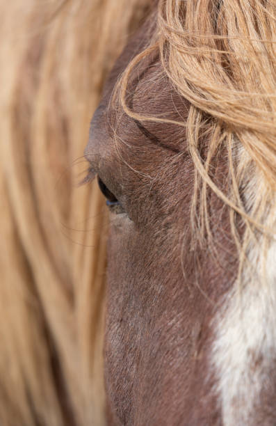 istock Beautiful Wild Horse in Spring in Utah 1417076379