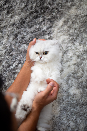 Filipino man petting his cat\nShallow DOF