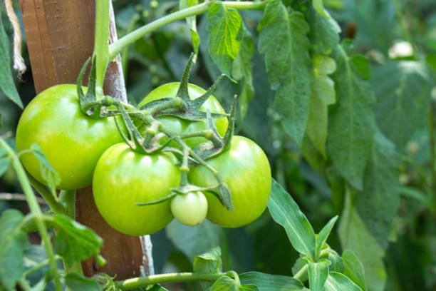 istock Green tomatoes in the garden 1417077212