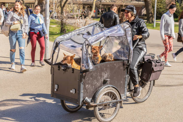 若い女性は、3匹の小型犬を連れてカーゴバイクでアムステルダムのフォンデル公園を自転車で走ります。 - five people audio ストックフォトと画像