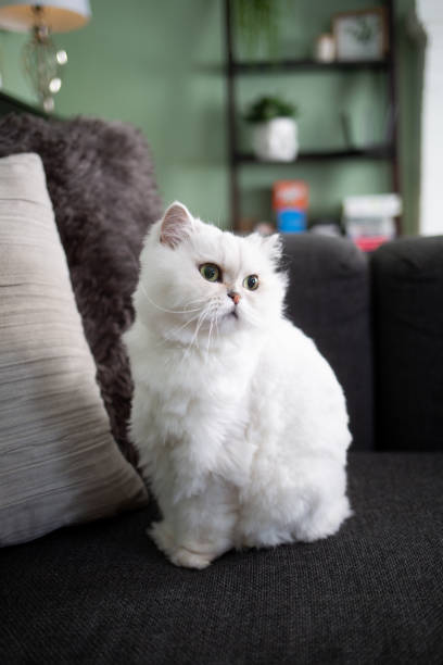 istock Cat in Iivingroom 1417078604
