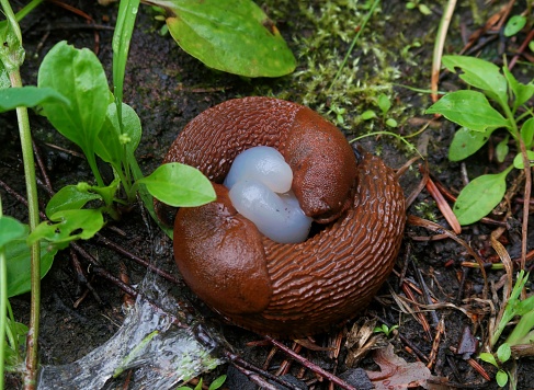 A pair of red slugs mate around a pair of eggs on the ground