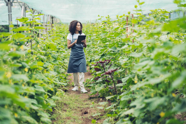istock Gardener in a vegetable field 1417080560