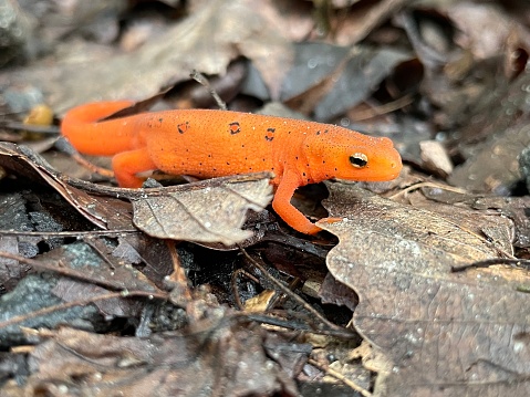 Red Eft - Salamander Newt