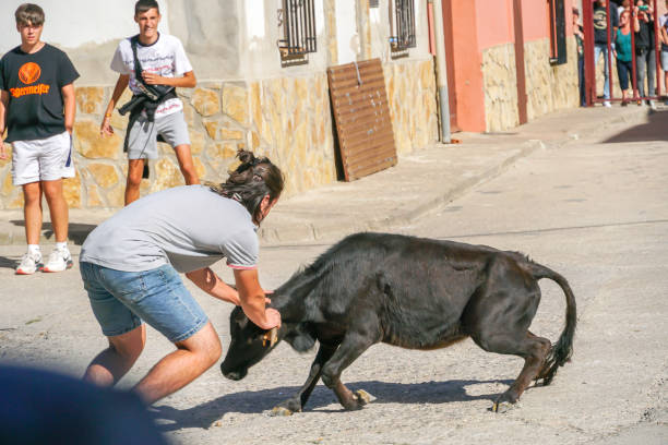 Moscardón , Teruel /Spain , Agost 13 2022 : People facing the bulls in a release of steers and heifers in a town in Spain in its main festivals