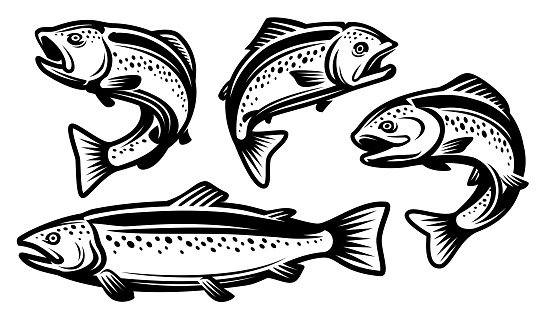 Trout fish set. Fishing, seafood symbol or logo. Vector illustration in monochrome style isolated on white background