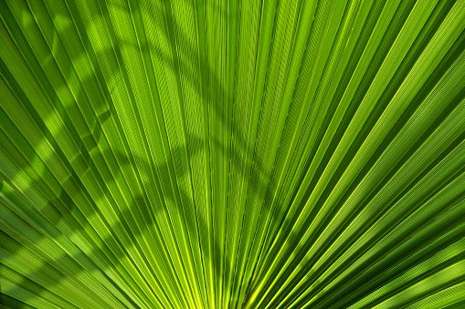 Leafy green background