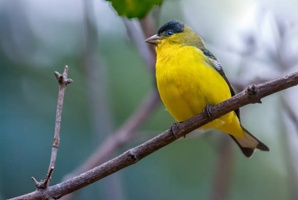 istock Lesser Goldfinch Perched on a Branch 1417085672