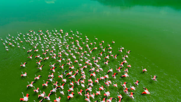 호수의 물 표면에서 날아 다니는 분홍색 플라밍고 무리의 조감도 - badlands tranquil scene pink red 뉴스 사진 이미지