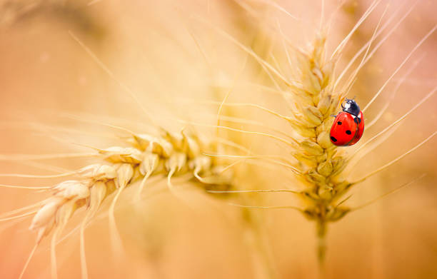 marienkäfer auf weizen - ladybug wheat nature insect stock-fotos und bilder