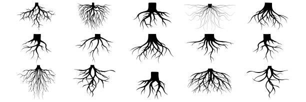 illustrazioni stock, clip art, cartoni animati e icone di tendenza di piante di radice. radice dei simboli botanici. collezione vector - tree root nature environment