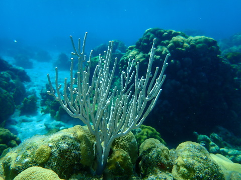 Gorgonian-type octocoral Slit-pore sea rod or double-forked plexaurella (Plexaurella dichotoma) undersea, Caribbean Sea, Cuba, Playa Cueva de los peces