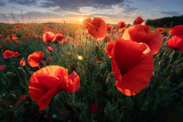 istock Poppy field at the sunset 1417089793