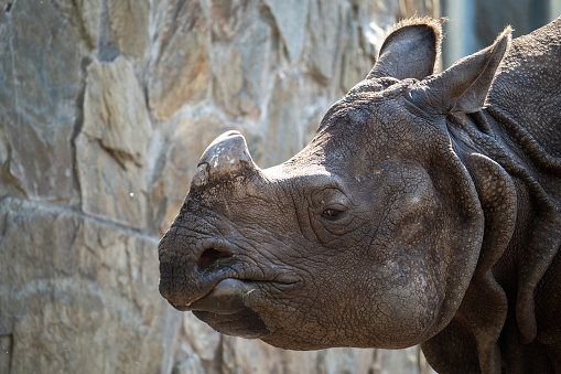 Rhino closeup. Rhinoceros in natural habitat. Wildlife of Africa