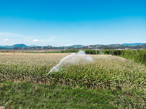 Water bursting out of the pipe, watering the corn field. Irrigation system. Corn field in the country side.