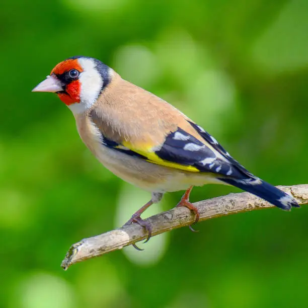 Male Goldfinch Perched